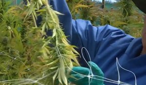 Première récolte pour la plus grande plantation de cannabis d'Amérique du Sud