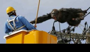 Japon : échappé d'un zoo, un chimpanzé récupéré en haut d'un pylône électrique