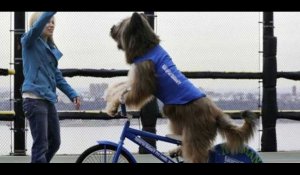 Le chien le plus cool du monde : il sait faire du skate et du vélo !