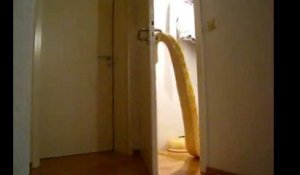 Terrifiant : un énorme python capable d'ouvrir une porte !