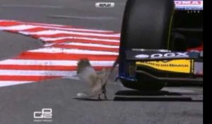 Un pigeon manque de se faire écraser par un Formule 1 !