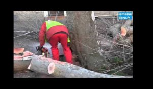Le Maine Libre - 35 arbres abattus au Mans