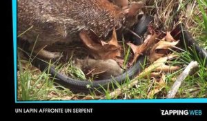 Un lapin attaque un serpent, une plante carnivore ingère 6 000 insectes par heure, voici le zapping web du jour 