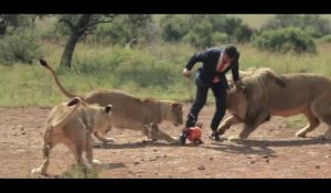 Ce vétérinaire joue au foot avec des lions !