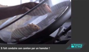 Incroyable : il laisse un hamster conduire son camion dans les montagnes !