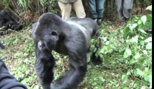 Quand un gorille attaque des touristes, c'est brutal !
