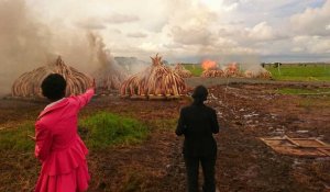 Braconnage: le Kenya détruit des tonnes d'ivoire