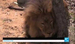 Retour à la vie sauvage pour 33 lions qui ont subi des mauvais traitements dans des cirques