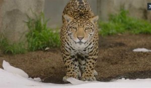 Au zoo de San Diego, deux jaguars découvrent la neige
