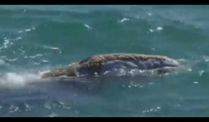Une baleine s'approche à une dizaine de mètres du rivage, les images impressionnantes (vidéo)