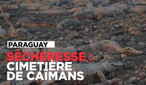 Paraguay : un cimetière de caïmans dans le lit asséché d'une rivière
