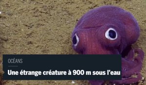 Une étrange créature est filmée à 900 m de profondeur
