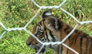 Vengaï, bébé tigre SDF, recueilli par un refuge unique en France