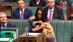 L'émouvant discours de la première députée Aborigène d'Australie