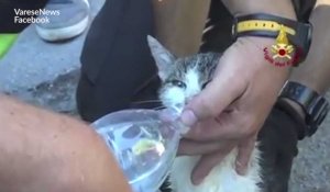 Un chaton miraculé dans les débris du séisme en italie