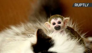 Russie : un chat adopte un bébé singe-écureuil abandonné par sa mère