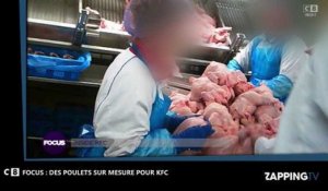 Focus - KFC : Le fast-food fabrique ses poulets sur mesure dans ses élevages (Vidéo)