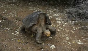 Galapagos: les exploits sexuels d'une tortue sauvent son espèce