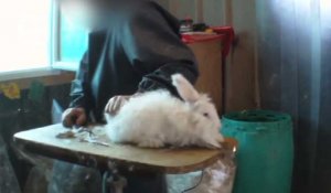 Le lapin angora, nouvelle cible des associations de défense des animaux