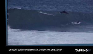 Un surfeur violemment attaqué par un dauphin, les images insolites (Vidéo)
