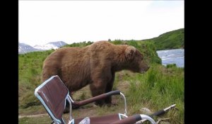 Pas de stress pour cet énorme ours brun !