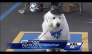 Un chien est élu maire pour la 3ème fois dans un village des Etats-Unis (vidéo)