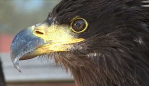 Aigles contre drones : les nouvelles recrues de la police néerlandaise