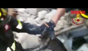 Séisme en Italie: un chat sauvé après 16 jours passé sous les décombres