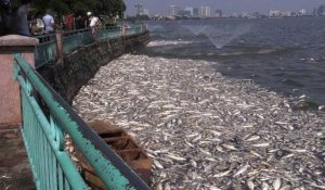 Vietnam: des centaines de poissons retrouvés morts dans un lac