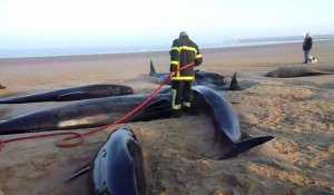 Six baleines s'échouent sur une plage de Calais