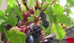Climat : quels cépages pour quel vin de Bordeaux dans 50 ans ?