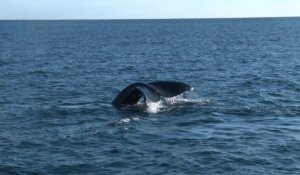 Les baleines australes menacées par le réchauffement des eaux