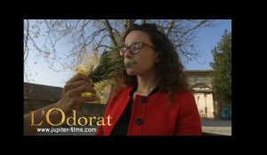 l'Odorat // Bande Annonce Officielle (HD) - VOSTFR