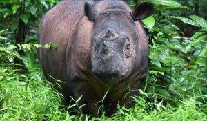 Sauver le rhinocéros de Sumatra dans la jungle indonésienne