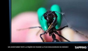 Un aventurier s'inflige la piqûre de fourmi la plus douloureuse du monde, les images chocs