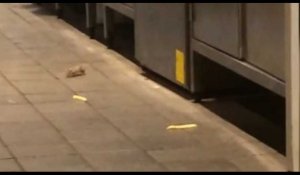 Australie : Une famille de souris se balade en toute tranquillité dans un McDonalds !
