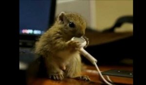 Vidéo : un bébé écureuil grignote des écouteurs d'iPhone