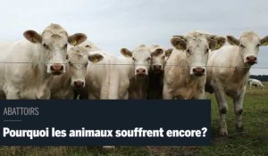 Pourquoi les animaux souffrent encore dans les abattoirs français