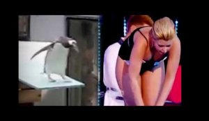 SPLASH : Sheryfa Luna VS Le pingouin !