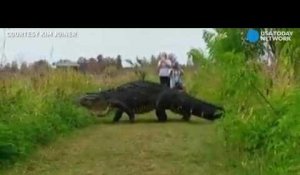 L'énorme alligator qui ressemble à un dinosaure