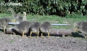 France : abattage massif de canards pour endiguer l'épidémie de grippe aviaire