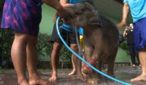 Thaïlande: un bébé éléphant réapprend à marcher dans une piscine