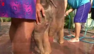 Un éléphanteau réapprend à marcher dans une piscine