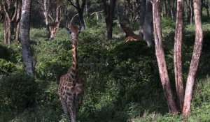 Kenya: la girafe rejoint la liste rouge des espèces menacées
