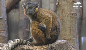 Naissance d'un lémurien à collier au zoo de Berlin