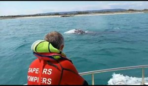 Une baleine grise égarée observée pour la première fois en Méditerranée française
