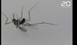 Cinq astuces pour lutter contre le moustique-tigre à la maison