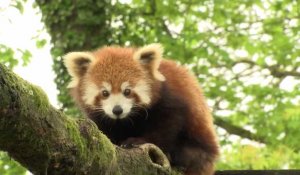 Le Zoo d'Amiens se prépare à rouvrir ses portes au public