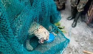 Un léopard sème la terreur dans une zone résidentielle en Inde