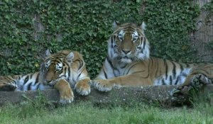 Dans un zoo de la Loire, "le bout du tunnel" avant la réouverture